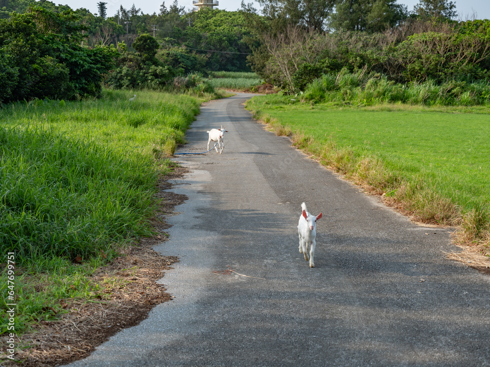 沖縄県多良間島のヤギ