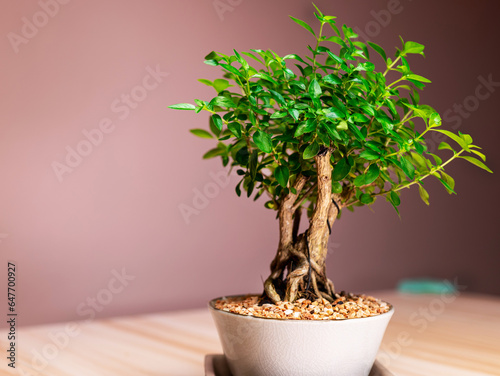 small potted bonsai tree decoration table surface
