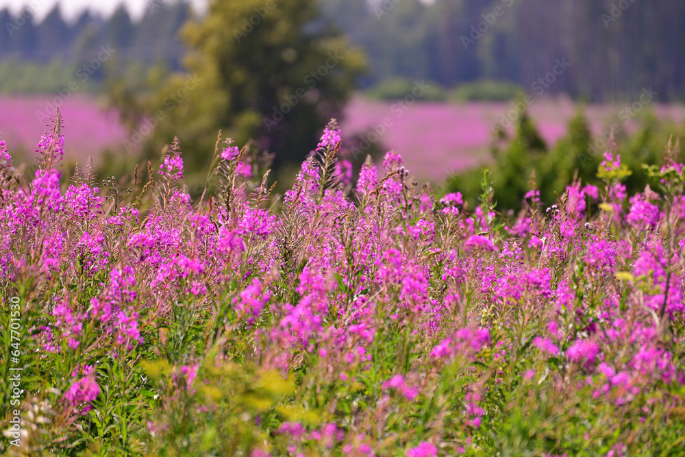 Chamaenerion angustifolium - Fireweed blooms profusely in the field