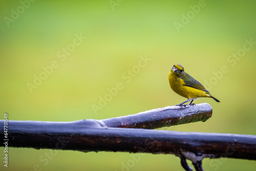 Multi colored bird in Arenal Volcano National Park (Costa Rica) © julen