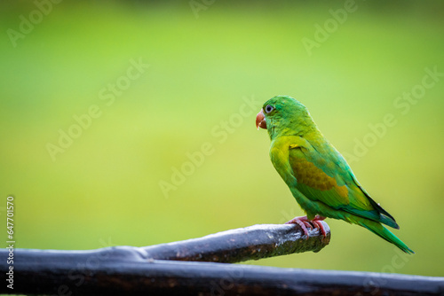 Multi colored bird in Arenal Volcano National Park (Costa Rica) © julen