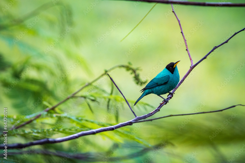 Multi colored bird in Arenal Volcano National Park (Costa Rica)