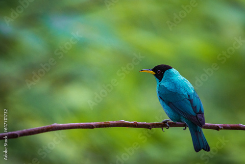 Multi colored bird in Arenal Volcano National Park (Costa Rica)