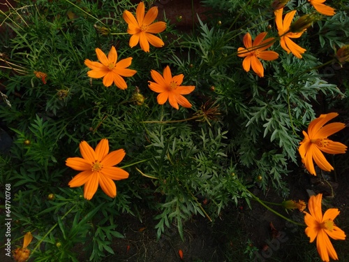 Sulfur Cosmos  Cosmos sulphureus  in the garden  Lombok Indonesia. Close up orange flowers with dark tone effect image