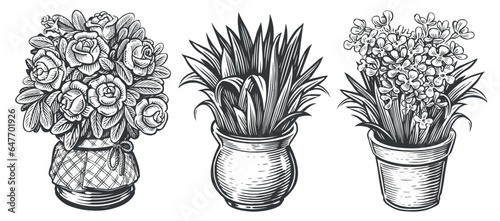 Indoor plants sketch. Houseplants set. Flowers in a pot. Vintage vector illustration in engraving style