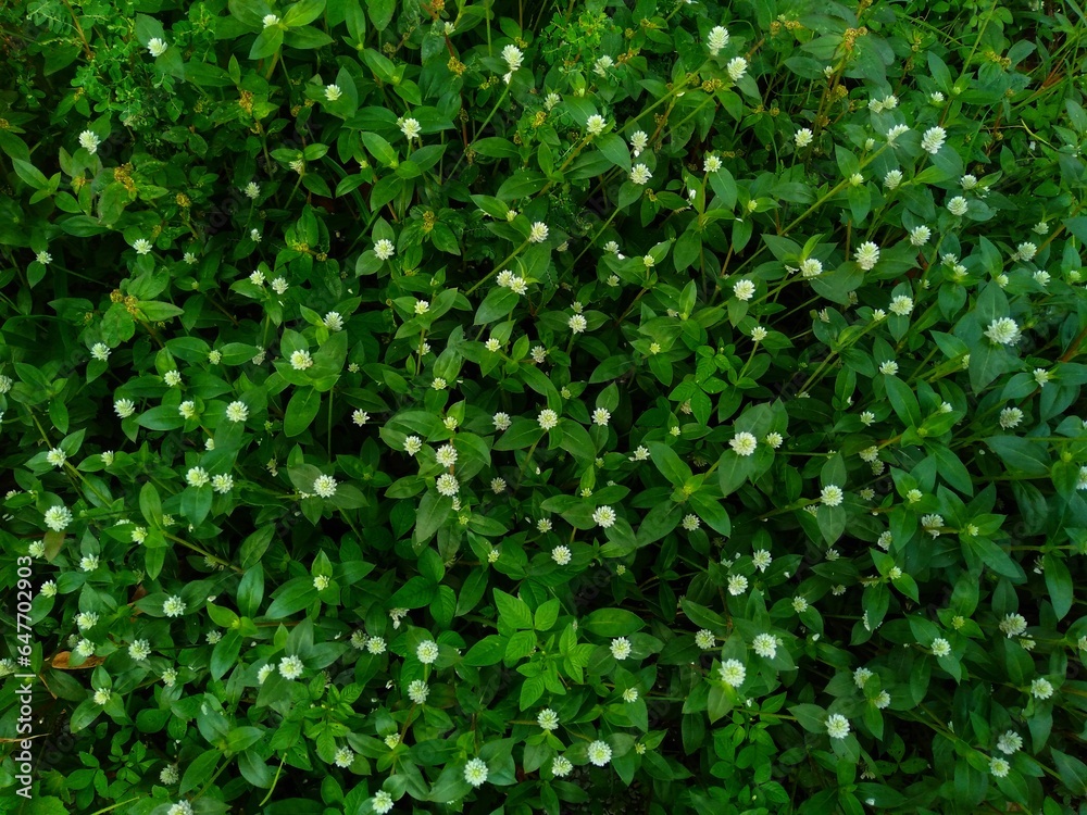 green leaves background green leaves background