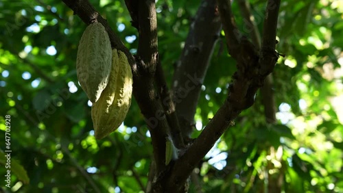Cocoa Pods on a Cocoa Tree