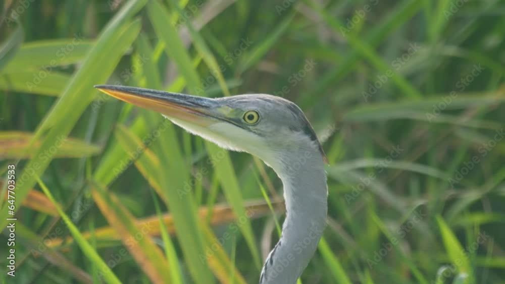 Slow-motion portrait of a Grey heron (Ardea cinerea) standing in the meadow Slow-motion portrait of a Grey heron (Ardea cinerea) standing in the meadow