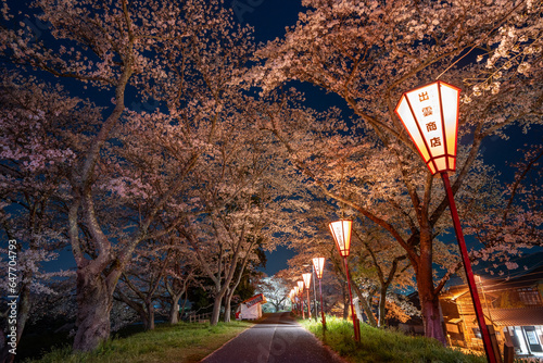 斐伊川堤防桜並木のライトアップされた夜桜