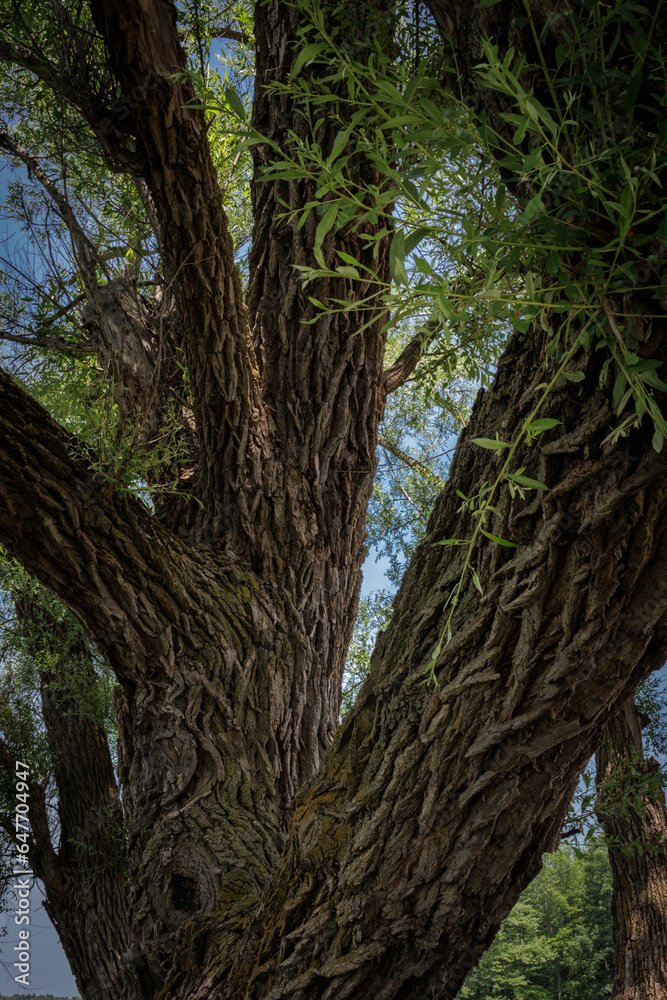 Willow Heights