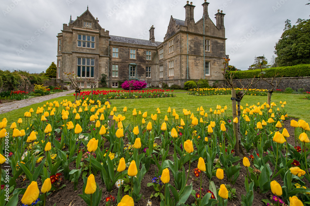 Tulips in front of Muckross house, Kerry county, Ireland.