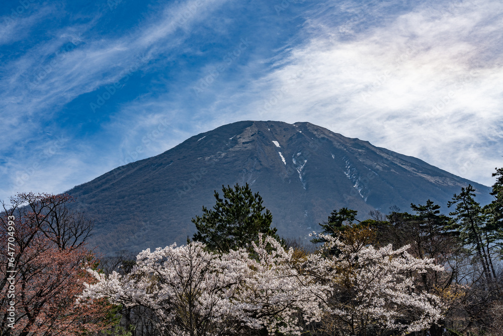 春の鳥取大山と桜