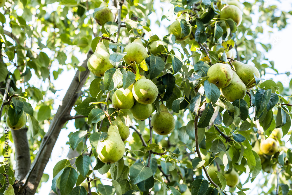 Conference pears ripening on a pear fruit tree