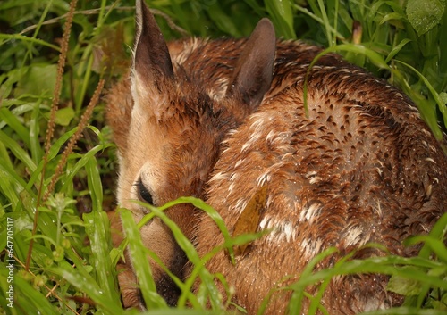 Darling Fawn Resting in the Rain Donnelley WMA Green Pong South Carolina