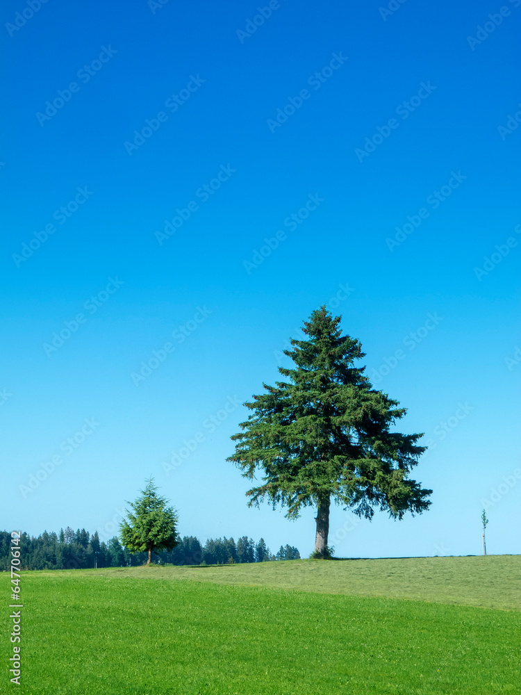 Obraz premium Three trees on a pasture