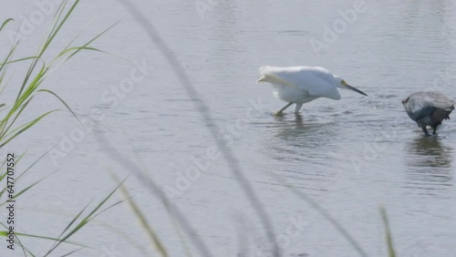 in a shallow tidal wetland pool, two different species of shorebird wade on stilt like legs and use different foraging and hunting methods to catch their food photo