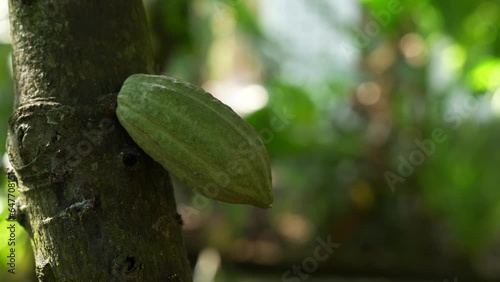 Cocoa Pod on a Cocoa Tree in the jungle