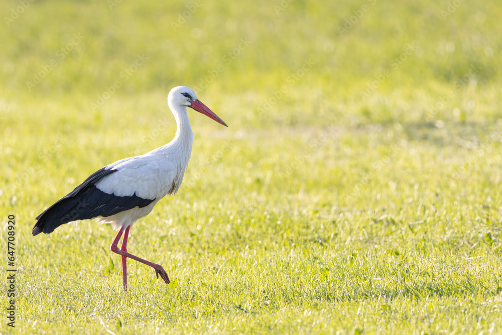 Obraz premium White stork striding across a meadow, Ciconia ciconia