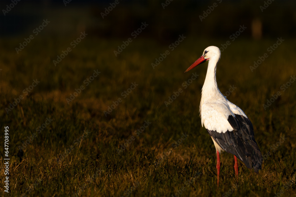 Fototapeta premium White stork standing in a meadow in the last evening light, Ciconia ciconia .