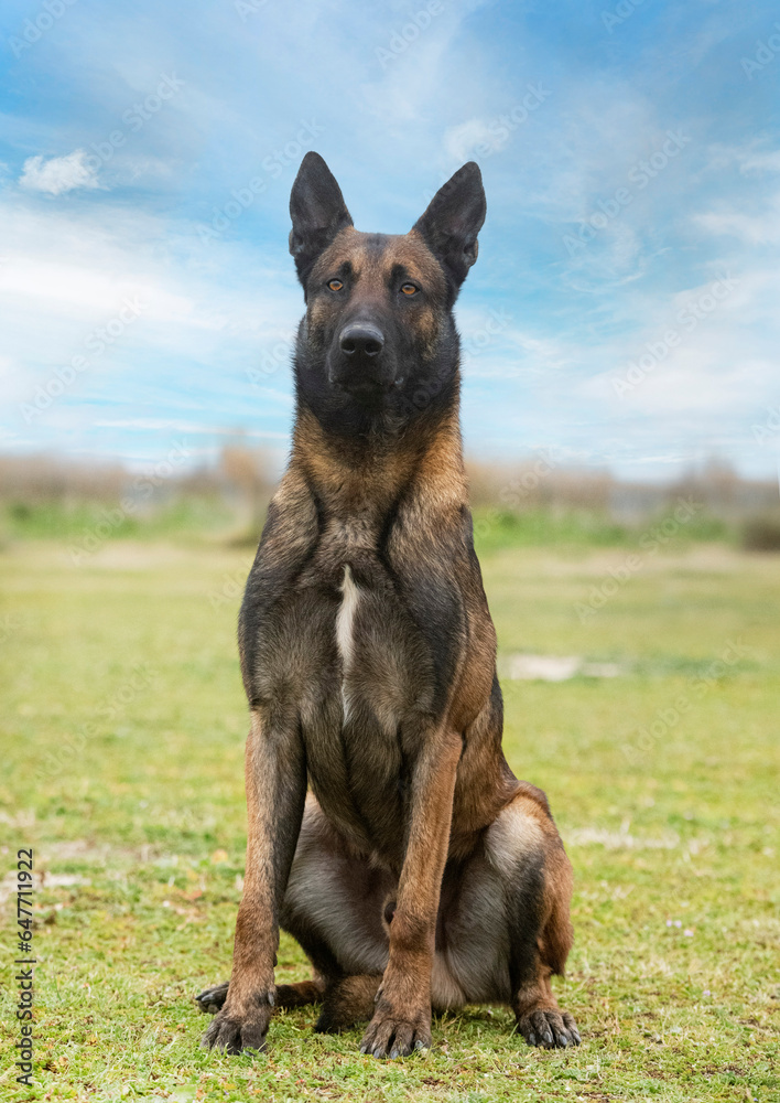 belgian shepherd in nature