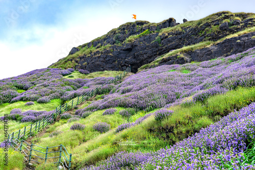 Karvi bloom (Strobilanthes callosa) at Ratangad fort in Sahyadra (Western ghats of India), Maharashtra photo