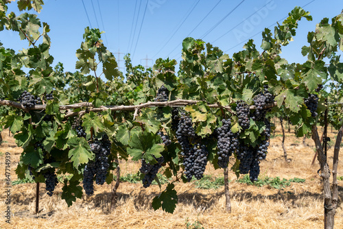 Cabernet Sauvignon vineyard, Purple grapes photo