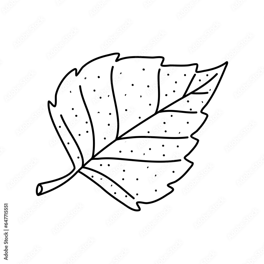 Hand drawn doodle of birch leaf outline. Line art style isolated on white background.