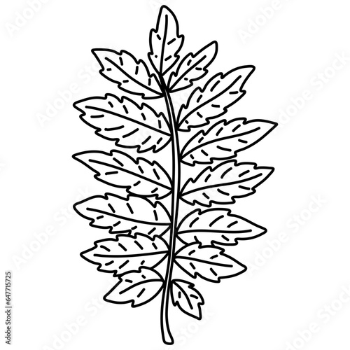 Rowan leaf doodle. Black and white vector illustration isolated on white background