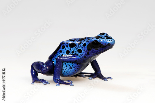 Blue poison dart frog // Blauer Pfeilgiftfrosch (Dendrobates tinctorius azureus)