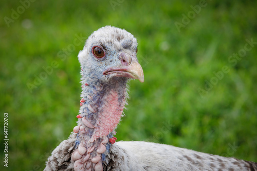 Farm Turkey (2023)
