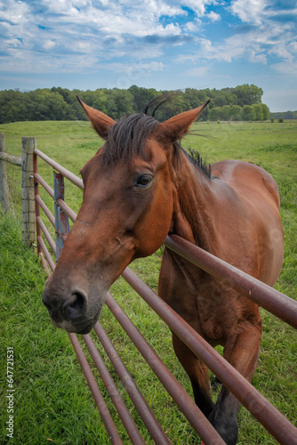 Horse (2023) © Jason