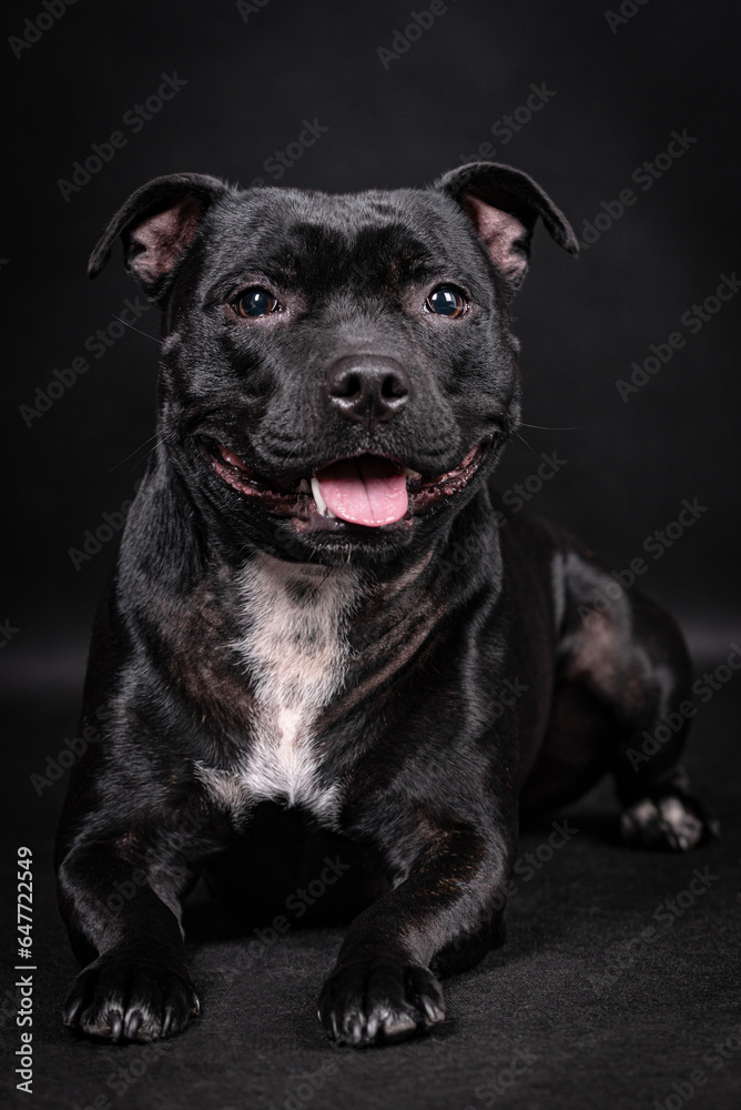 portrait of the black Staffordshire Bull Terrier Dog portrait of the black Staffordshire Bull Terrier Dog