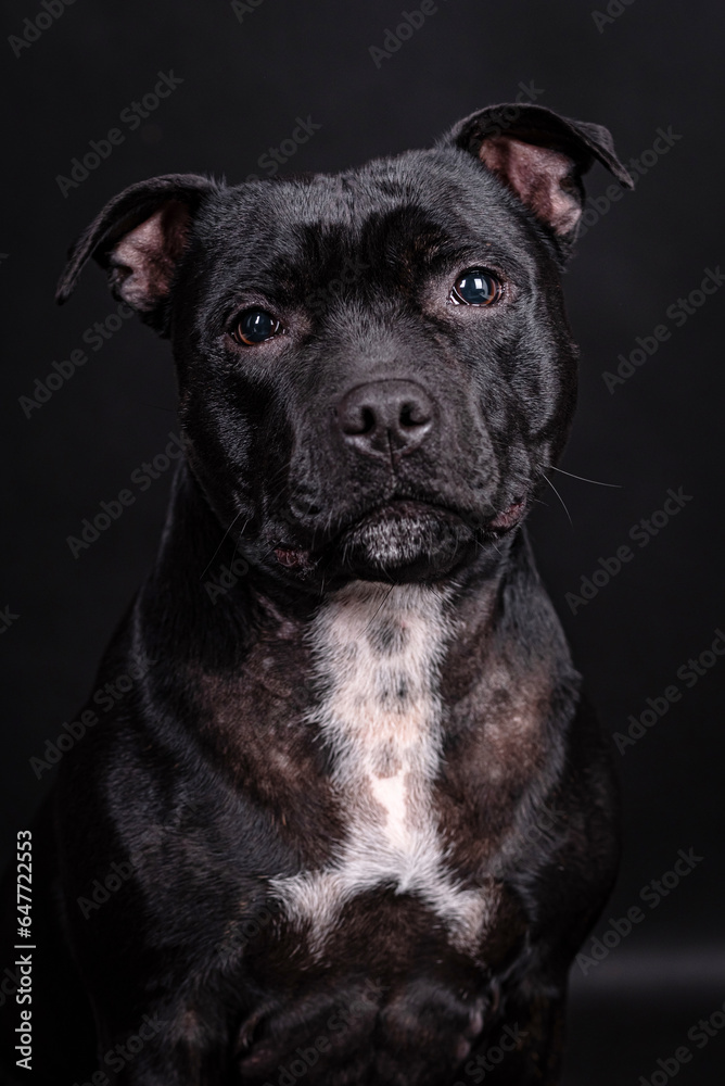 portrait of the black Staffordshire Bull Terrier Dog
