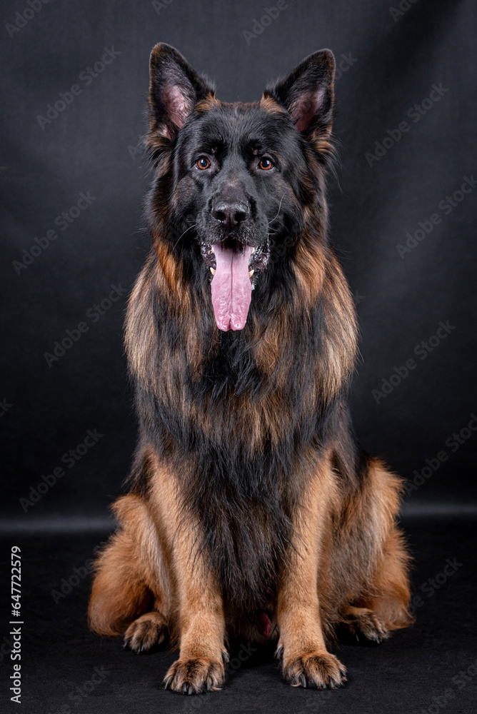 portrait of the german shepherd long hair dog portrait of the german shepherd long hair dog