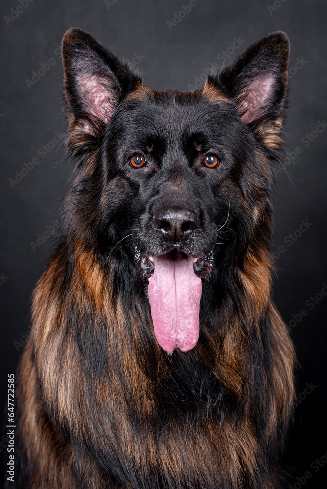portrait of the german shepherd long hair dog portrait of the german shepherd long hair dog