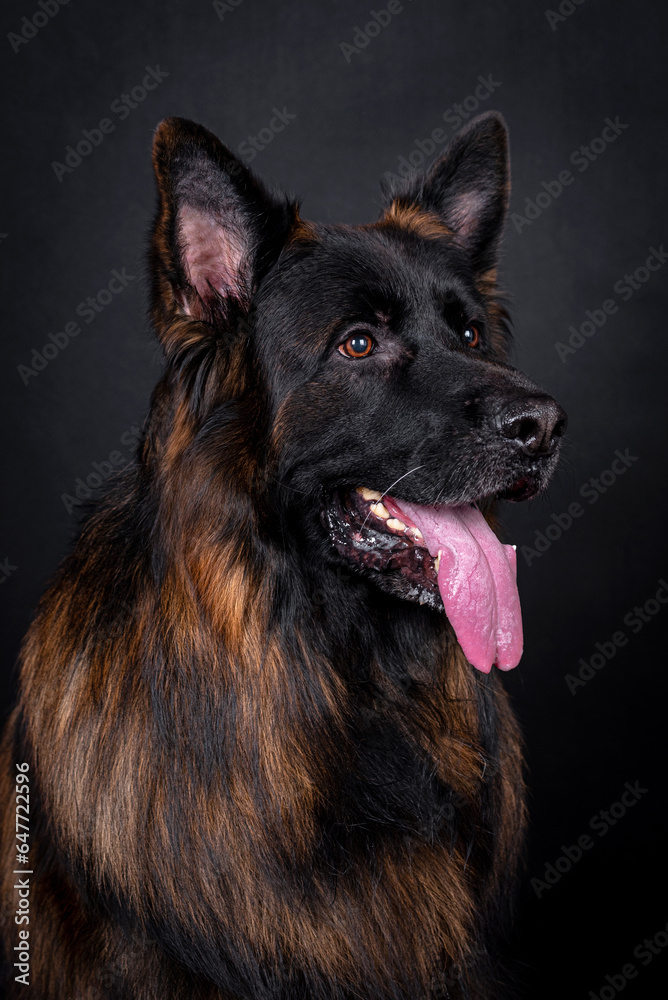 portrait of the german shepherd long hair dog portrait of the german shepherd long hair dog