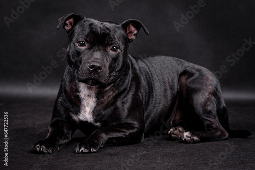 portrait of the black Staffordshire Bull Terrier Dog