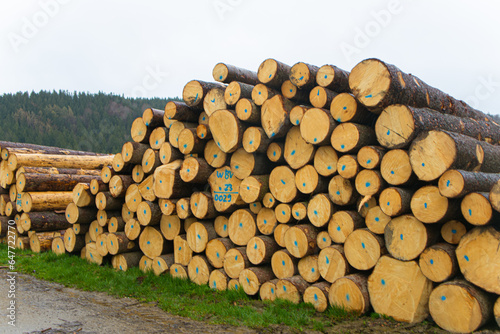 deforestation.many logs.numbered and marked logs.large log.sale of firewood.preparation of firewood and logs.poaching.old forest.tree trunks.cut down wood.preparation for the winter.wood heating.