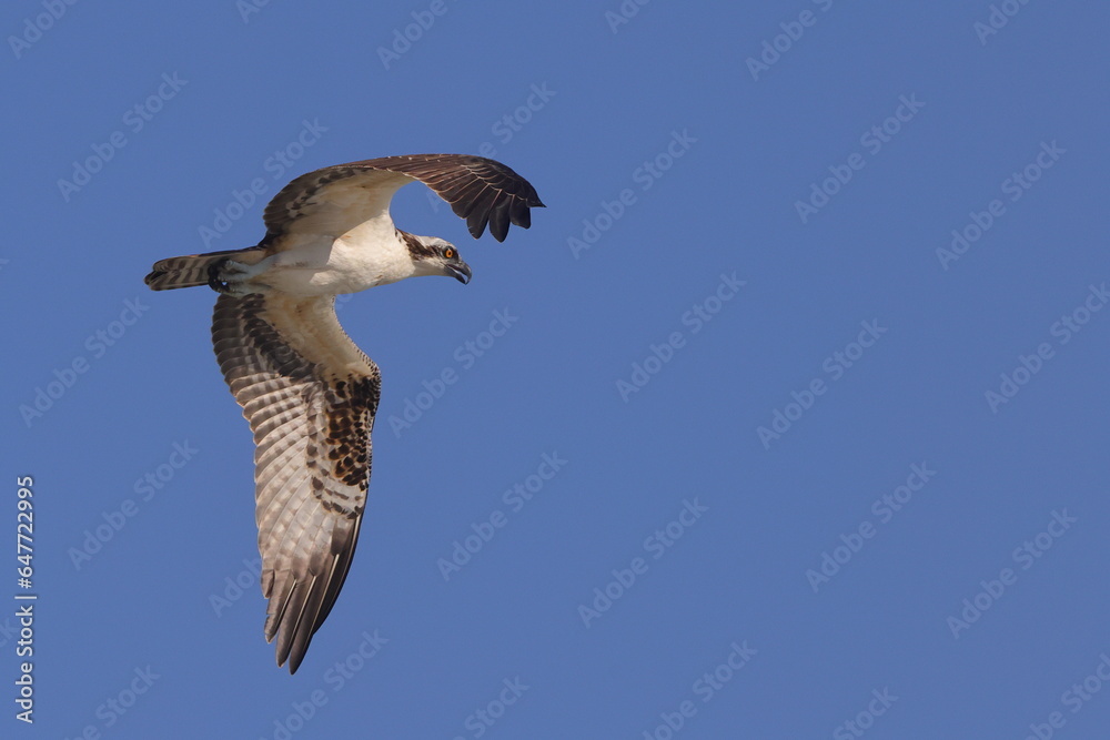 Obraz premium Osprey hunting prey inflight against blue sky. 