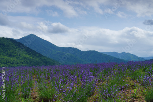 ラベンダー畑と湖 金山湖 南富良野観光 夏の北海道の絶景 7月