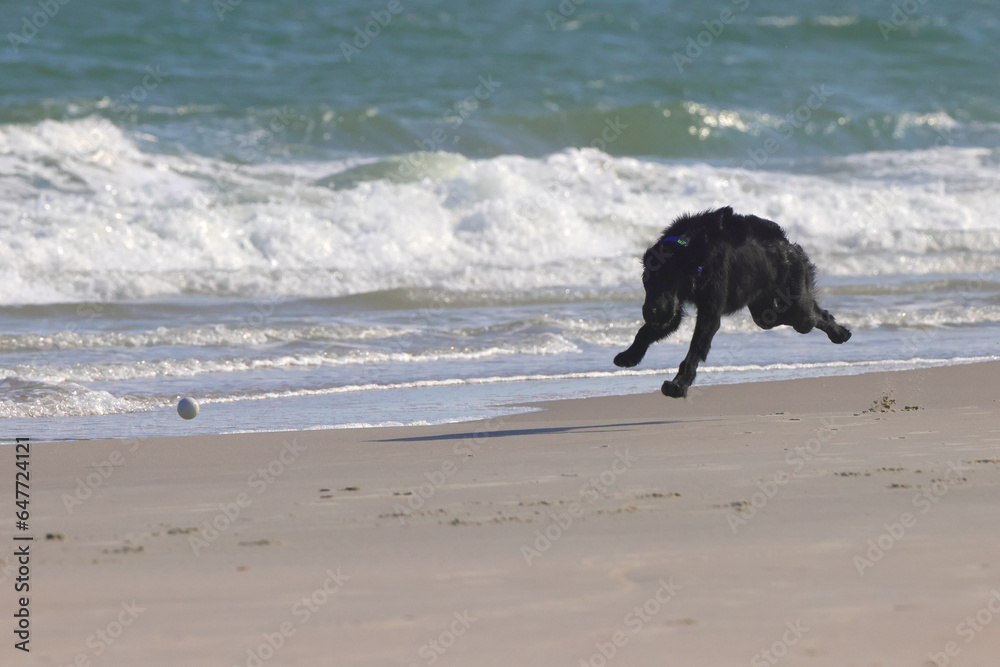 Black dog running after ball on beach. Black dog running after ball on beach.