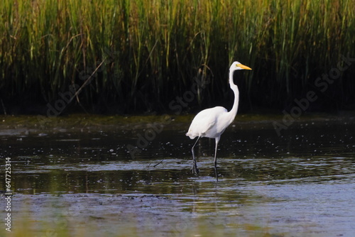 White egret in habitat stalking prey in saltwater marsh. 