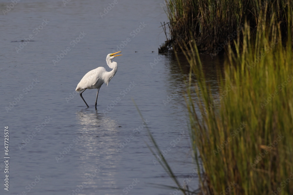 Obraz premium White egret in habitat stalking prey in saltwater marsh. 