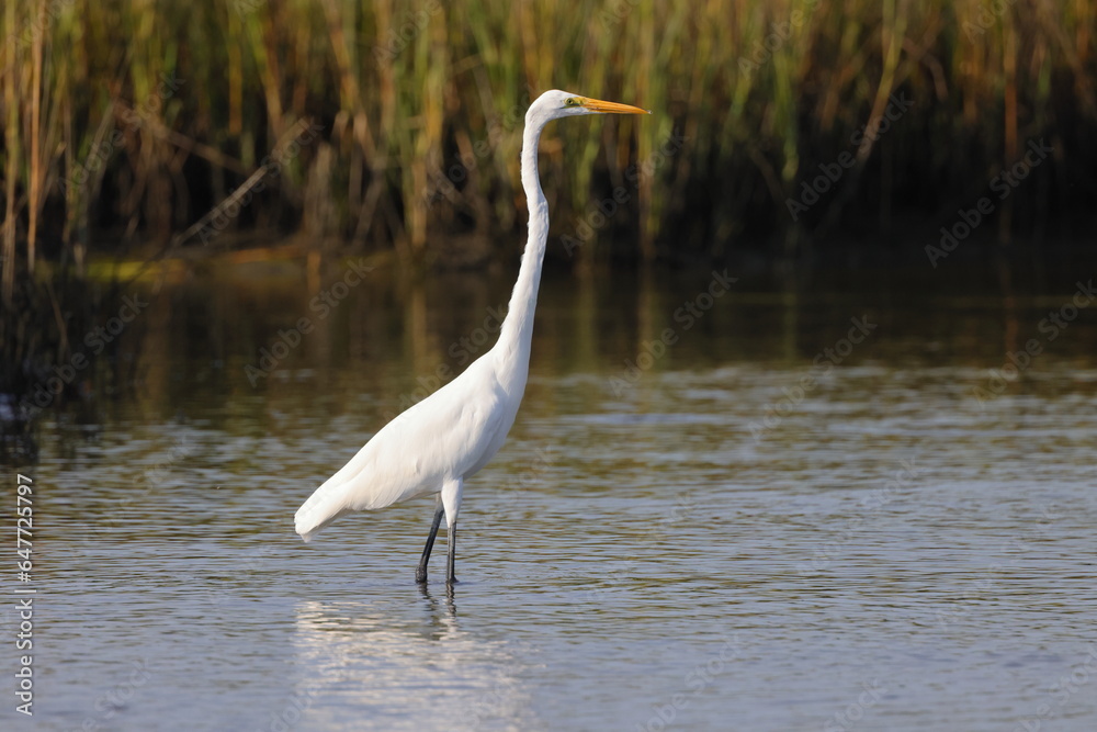 White egret in habitat stalking prey in saltwater marsh. White egret in habitat stalking prey in saltwater marsh.