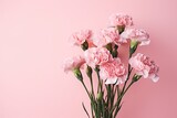 carnations blooming on pink background