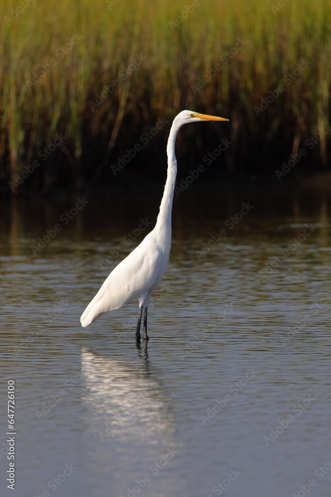 Obraz premium White egret in habitat stalking prey in saltwater marsh. 
