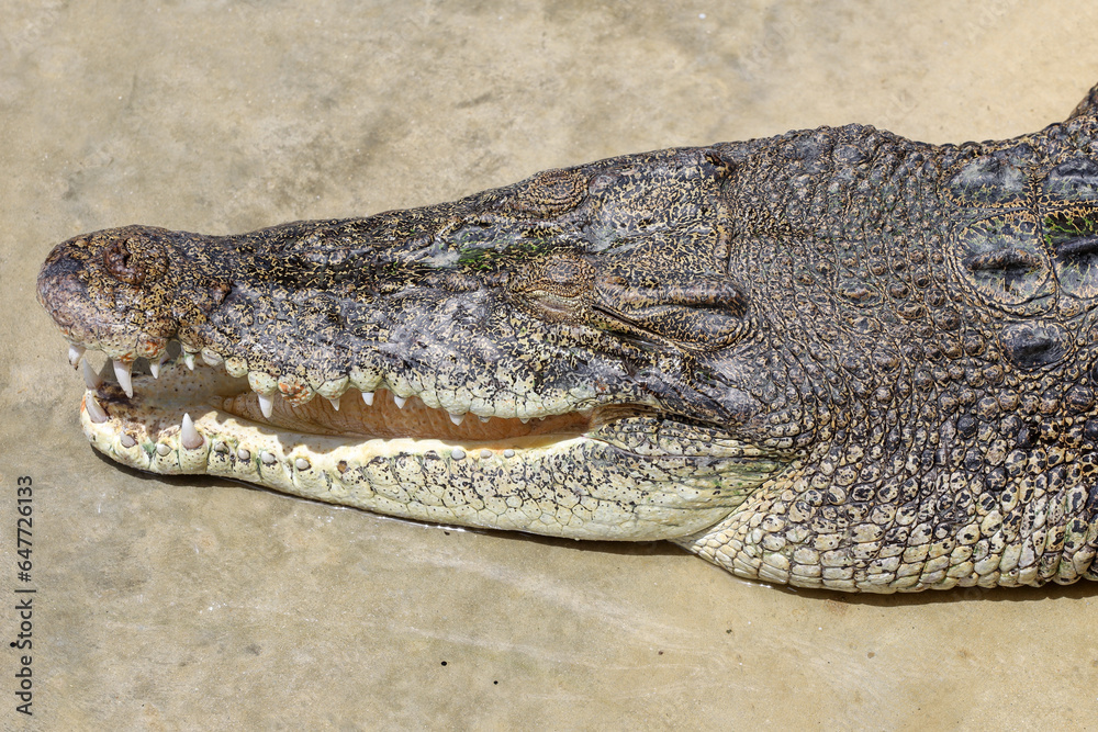 Close up crocodile is action show head in garden Close up crocodile is action show head in garden