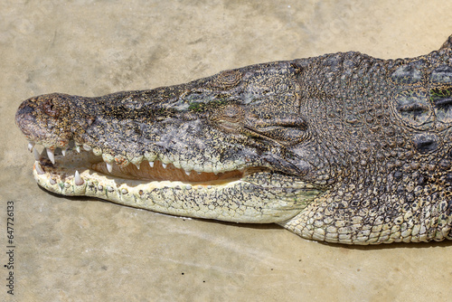 Close up crocodile is action show head in garden