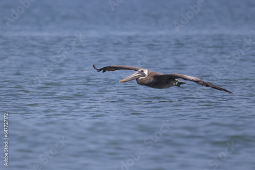 Brown pelican inflight over ocean. 