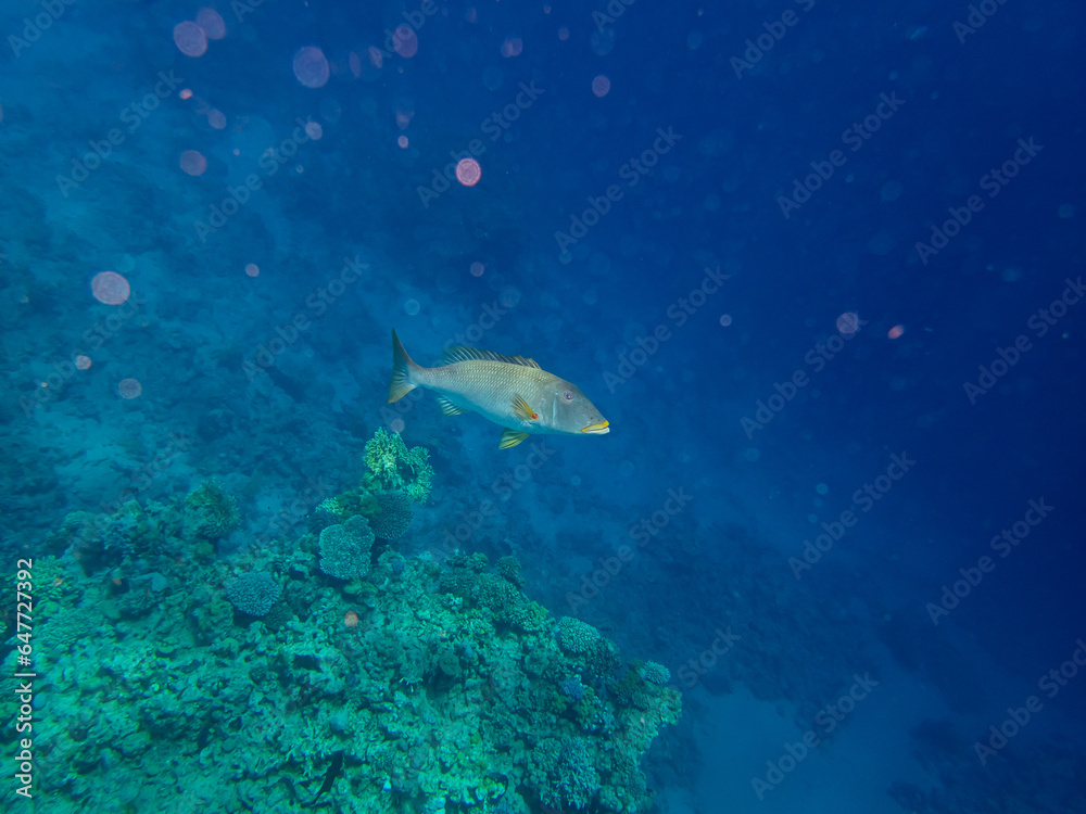 Fototapeta premium Trumpet emperor in the coral reef of the Red Sea